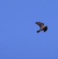 Corvus monedula